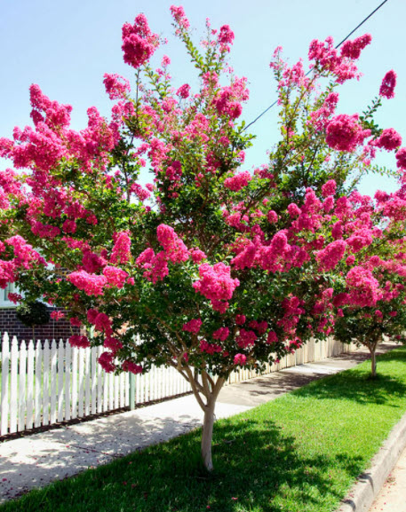 Beautiful Crape Myrtle Tree