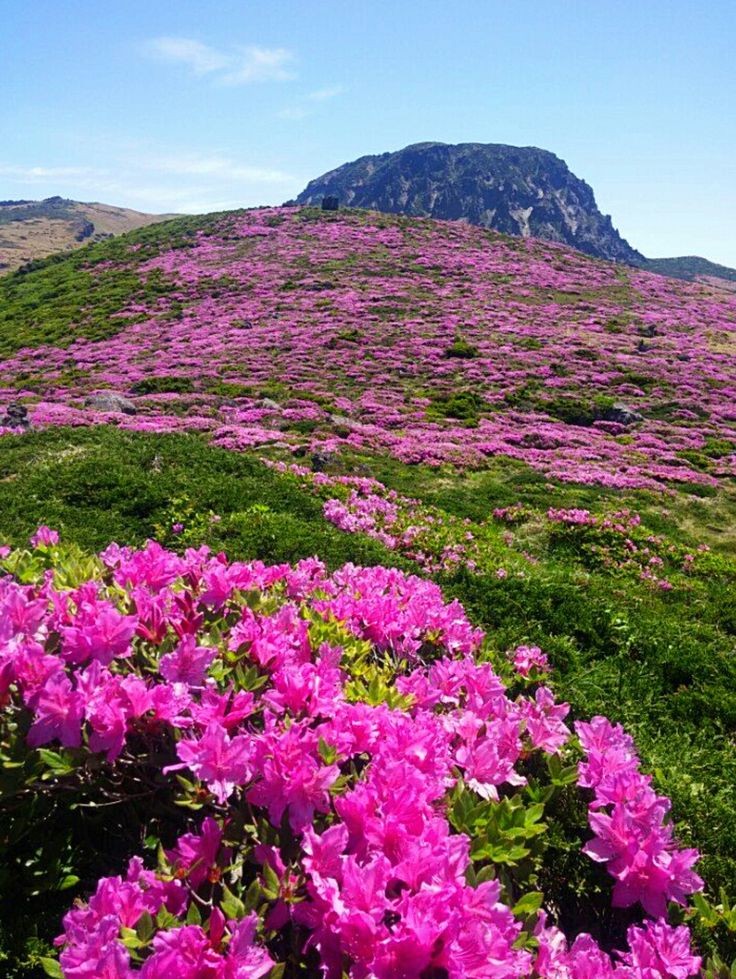 Mountain - Joy of Life
