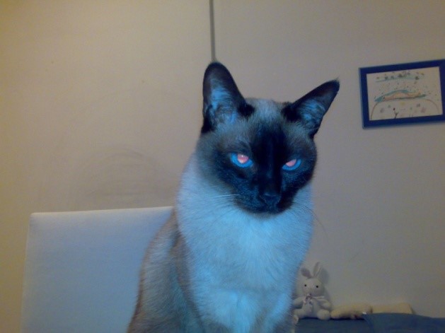 User Misket - named after my cat.
