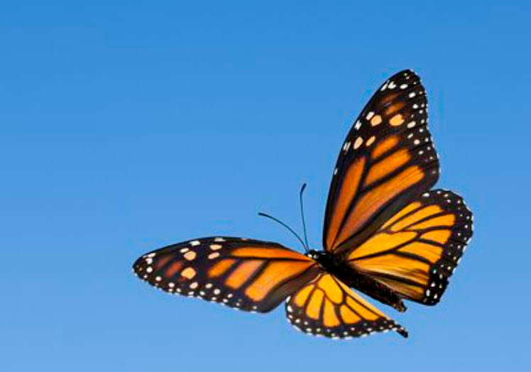 Butterfly Free