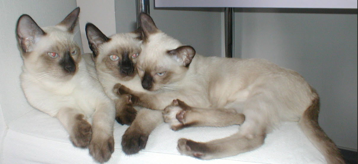 Two Cats