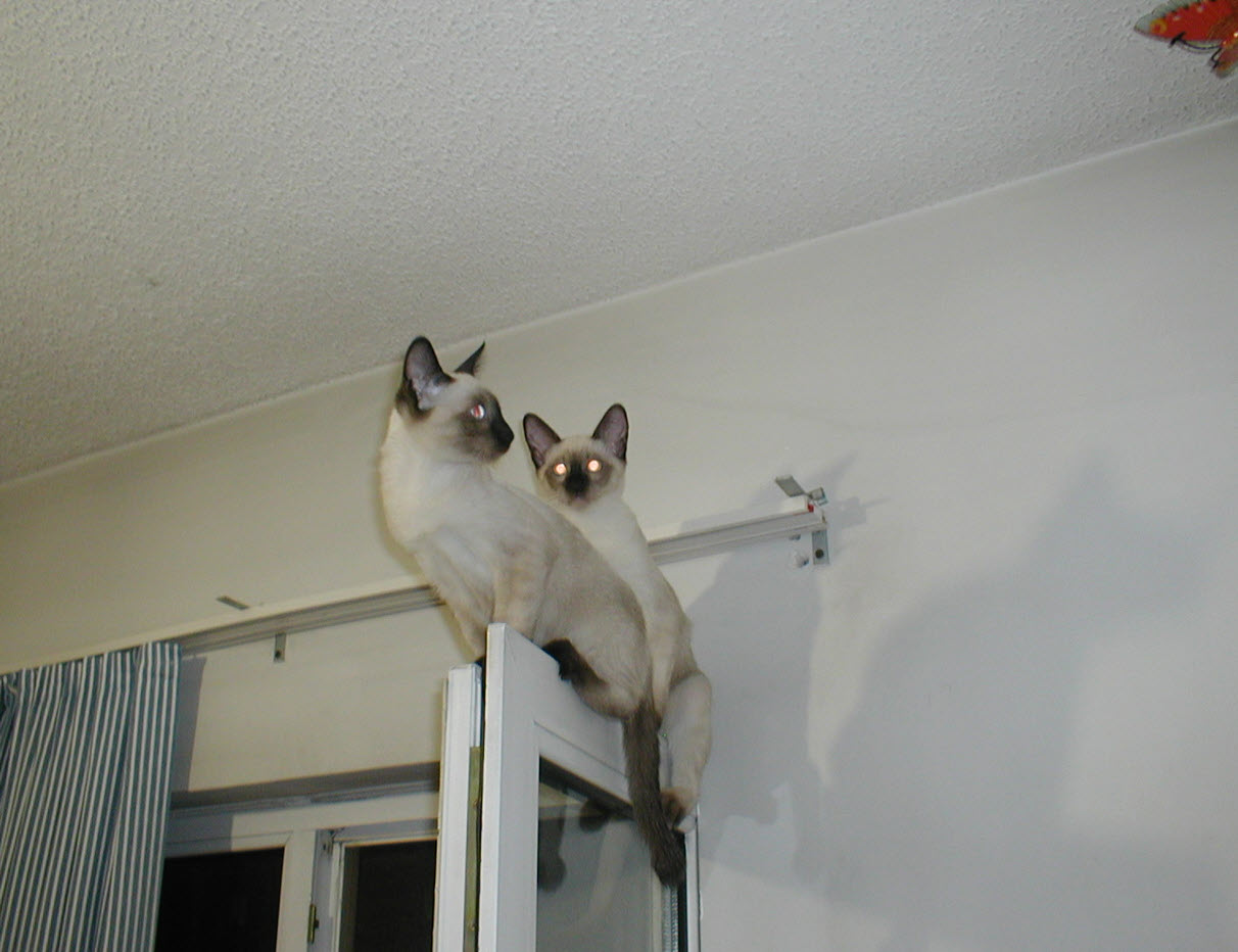 Two Naughty Cats.
