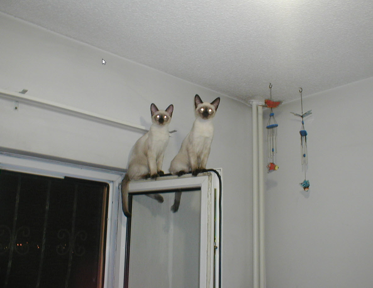 Two more Naughty Cats.