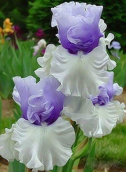 IRIS Flower