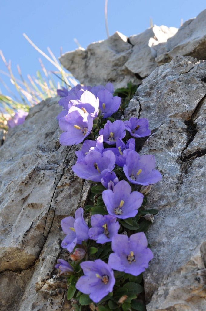 Beautiful flowers on rocks.