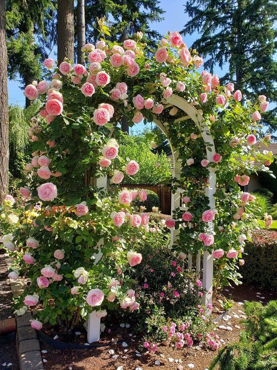 Pink Roses
