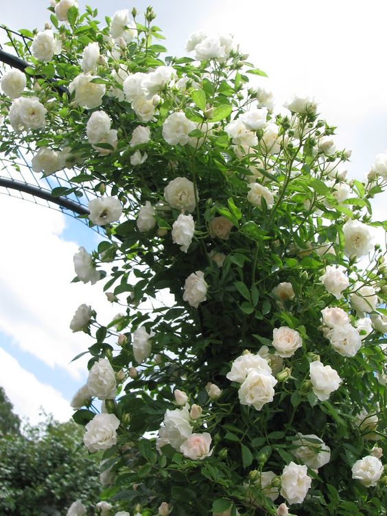 White Roses