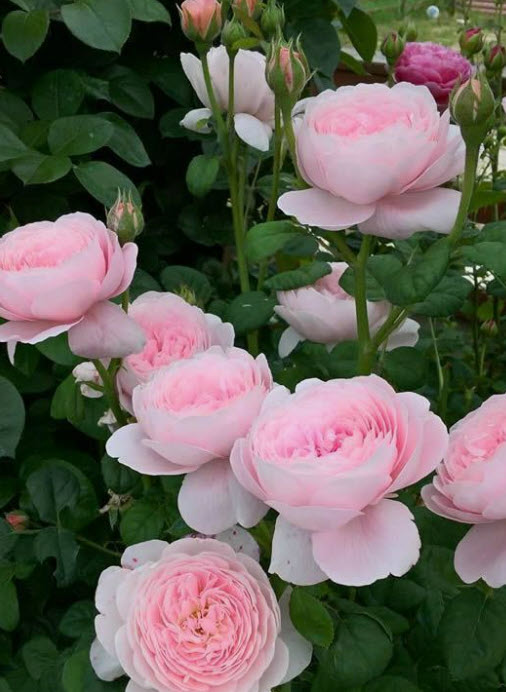 roses-05.jpg